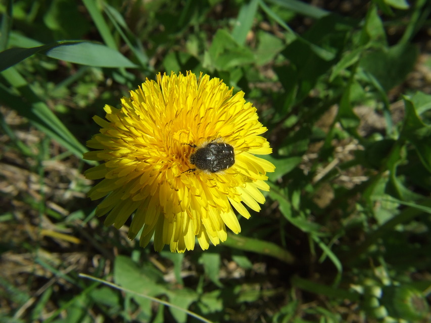 Tropinota hirta - bundás virágbogár