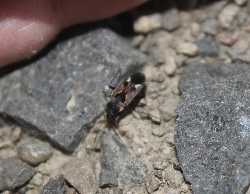 Rhyparochromus vulgaris - közönséges díszesbodobács