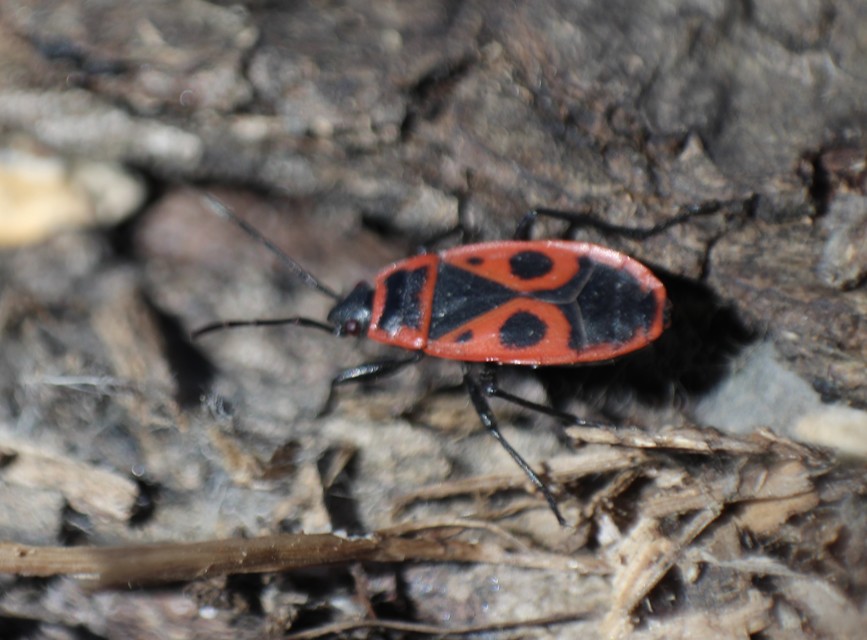 Pyrrhocoris apterus - verőköltő poloska