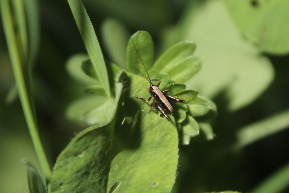Pholidoptera griseoaptera - szürke avarszöcske