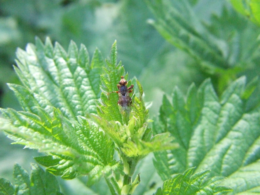 Myopa