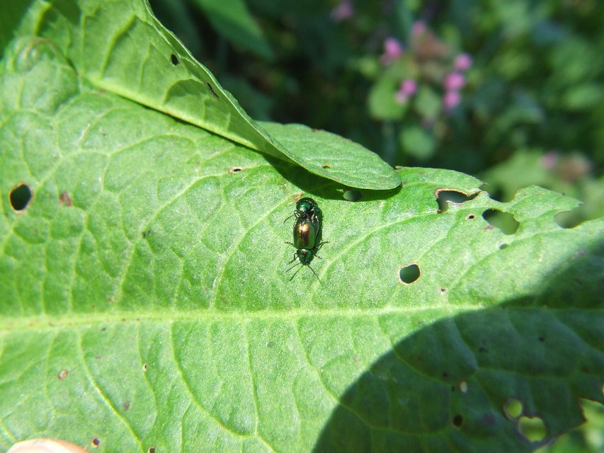 Gastrophysa viridula - sóska-levélbogár Gastrophysa viridula - sóska-levélbogár
