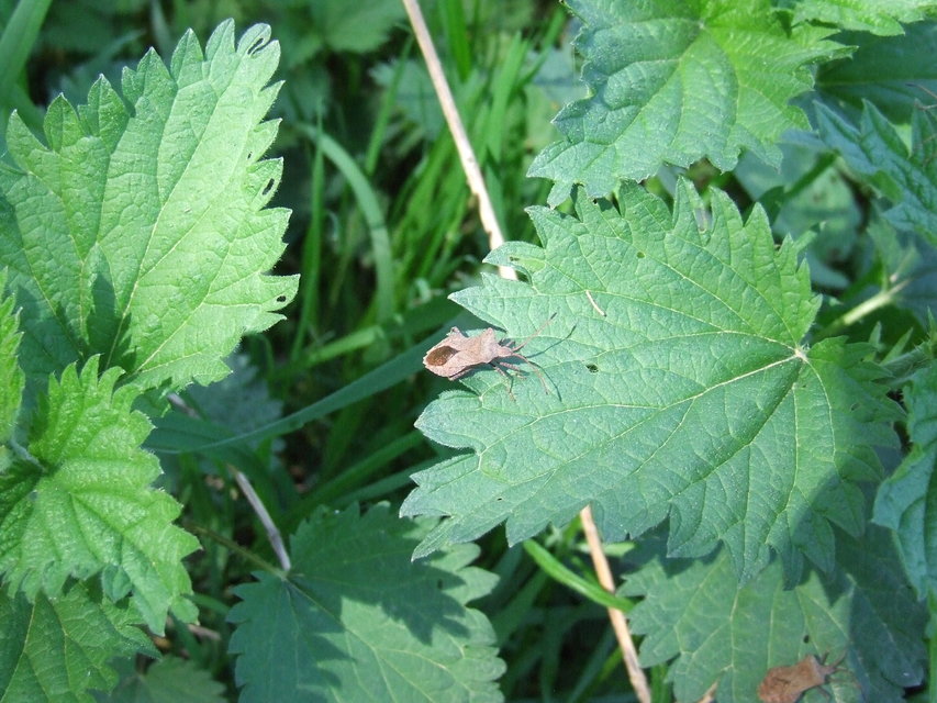 Coreus marginatus - közönséges karimáspoloska
