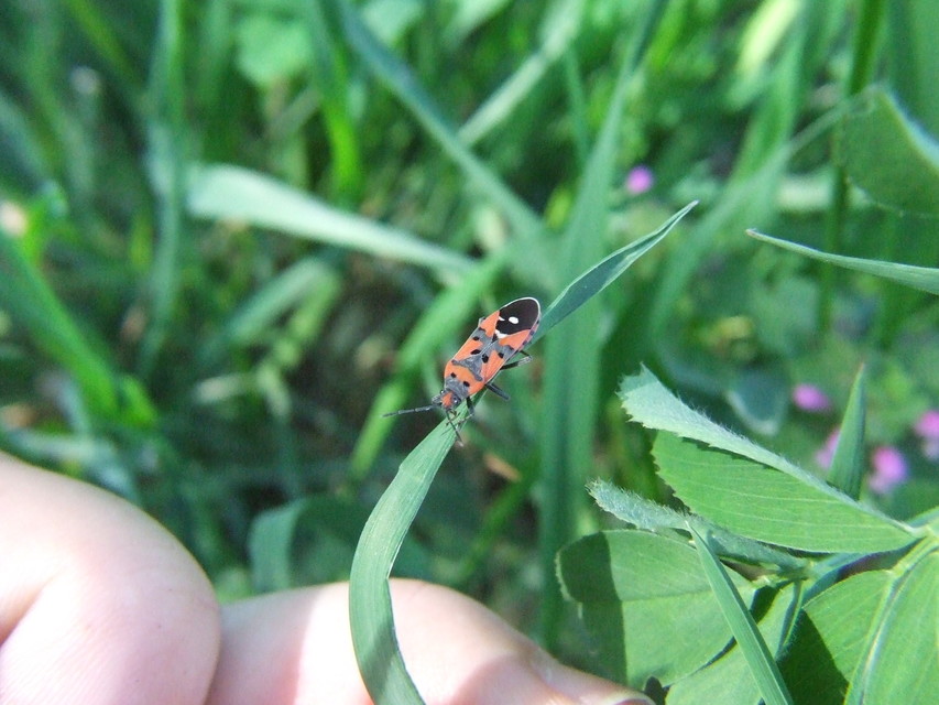 Lygaeus equestris/simulans