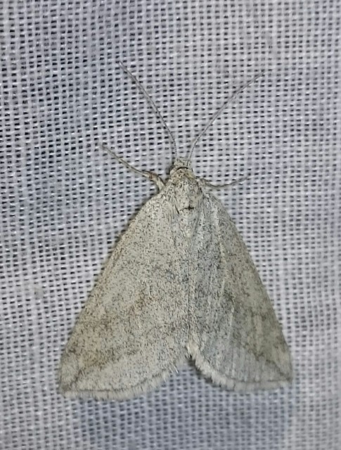 Lithostege griseata - szürke araszoló