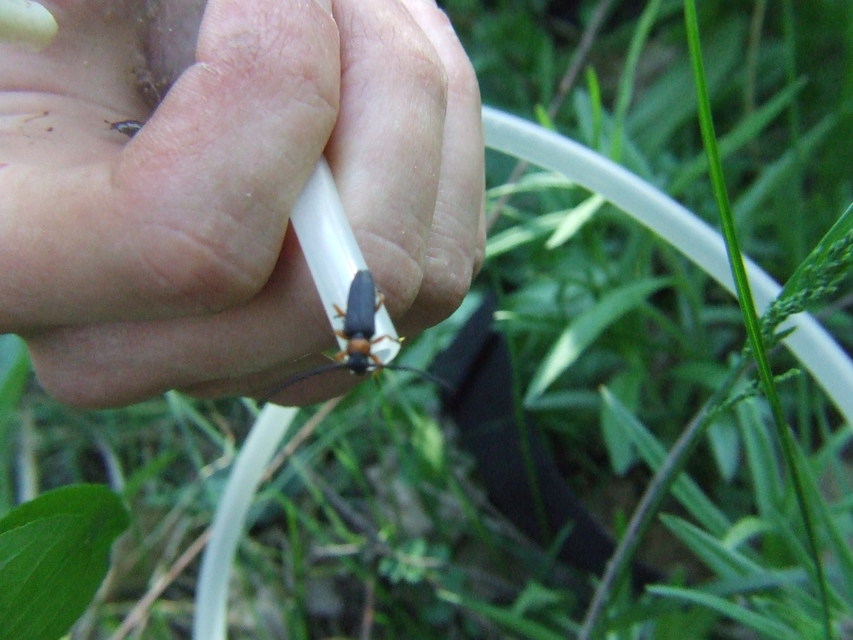 Phytoecia affinis - feketefejű cincér