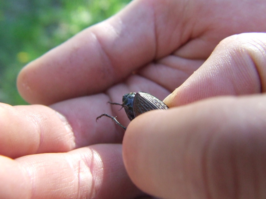 Carabus ulrichii - rezes futrinka