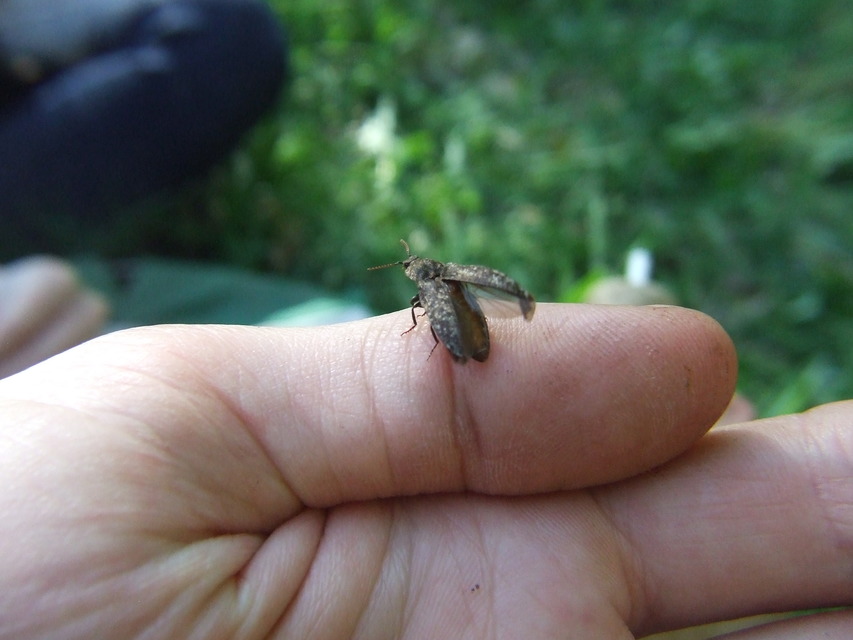 Agrypnus murinus - egérszínű pikkelyespattanó