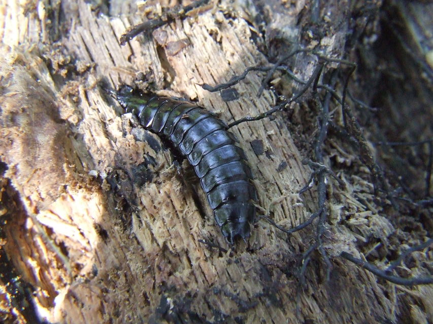 Carabus Carabus