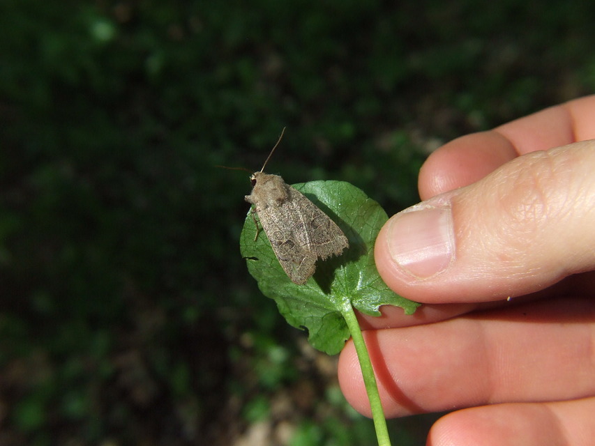 Orthosia cerasi - közepes barkabagoly
