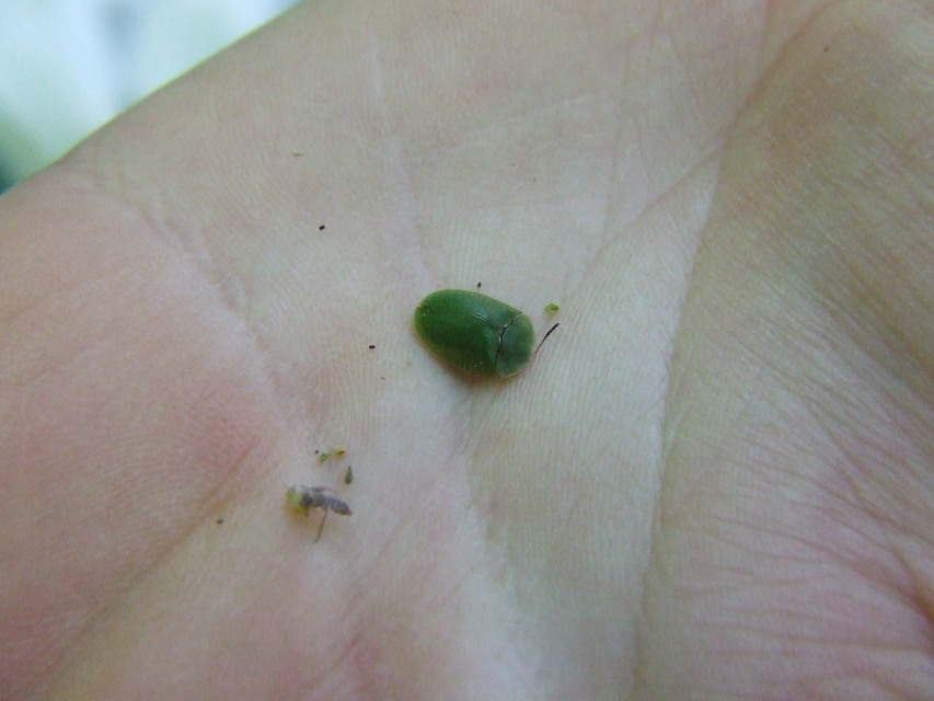 Cassida viridis - zöld pajzsbogár