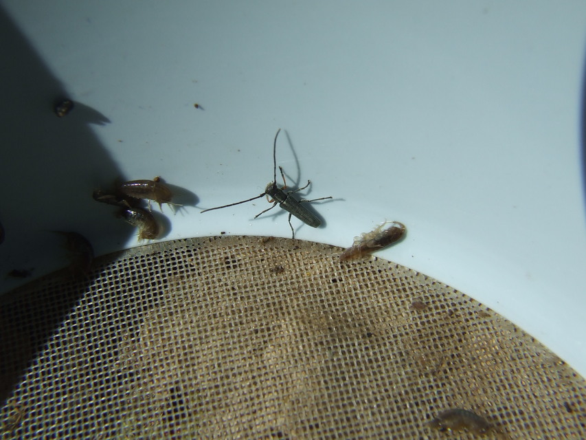 Phytoecia cylindrica - medvelapucincér