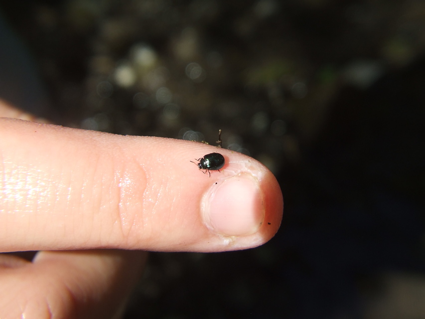 Plagiodera versicolora - törpe fűzlevelész