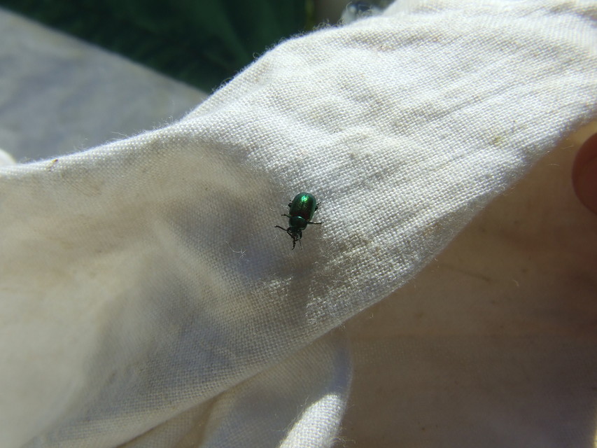 Gastrophysa viridula - sóska-levélbogár Gastrophysa viridula - sóska-levélbogár