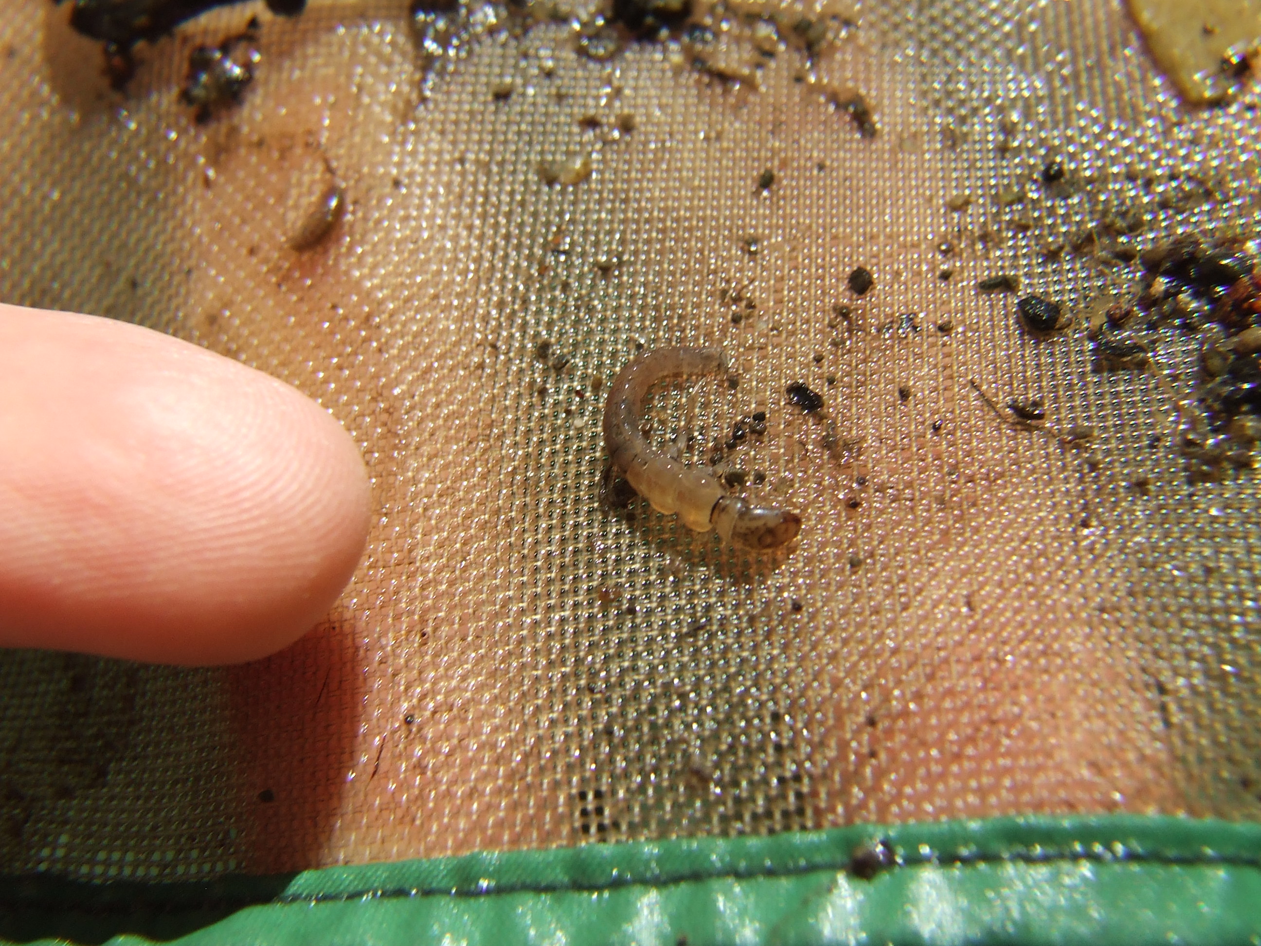 Plectrocnemia