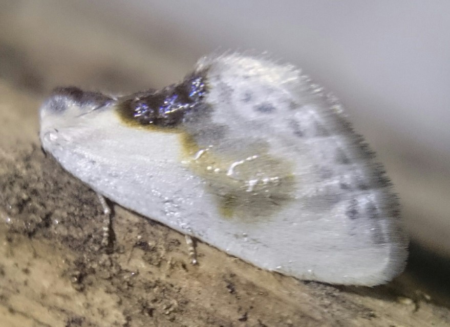 Cilix glaucata - törpe sarlósszövő