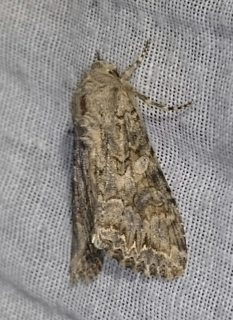 Hadula trifolii - lóherebagoly