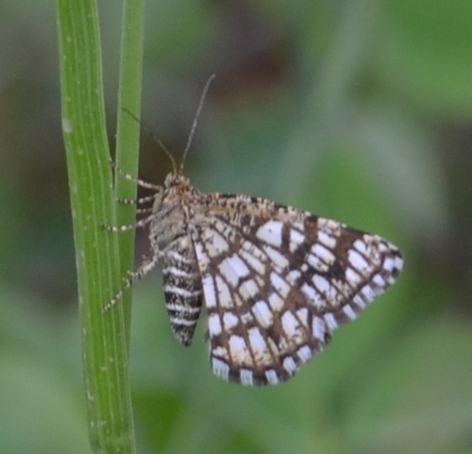 Chiasmia clathrata - rácsos rétiaraszoló
