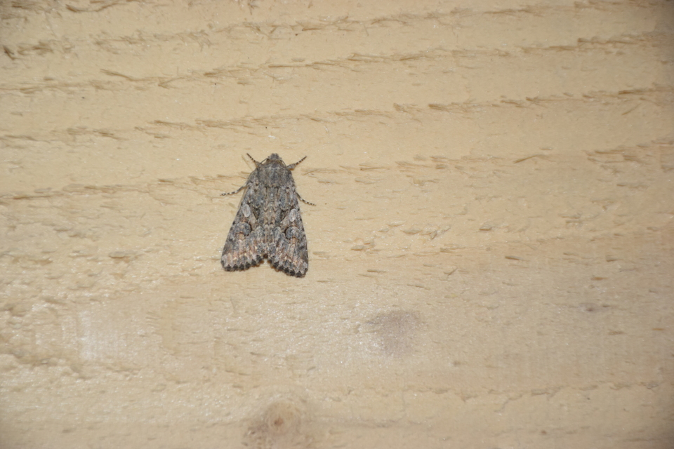 Hadula trifolii - lóherebagoly
