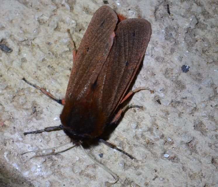 Phragmatobia fuliginosa - füstös medvelepke