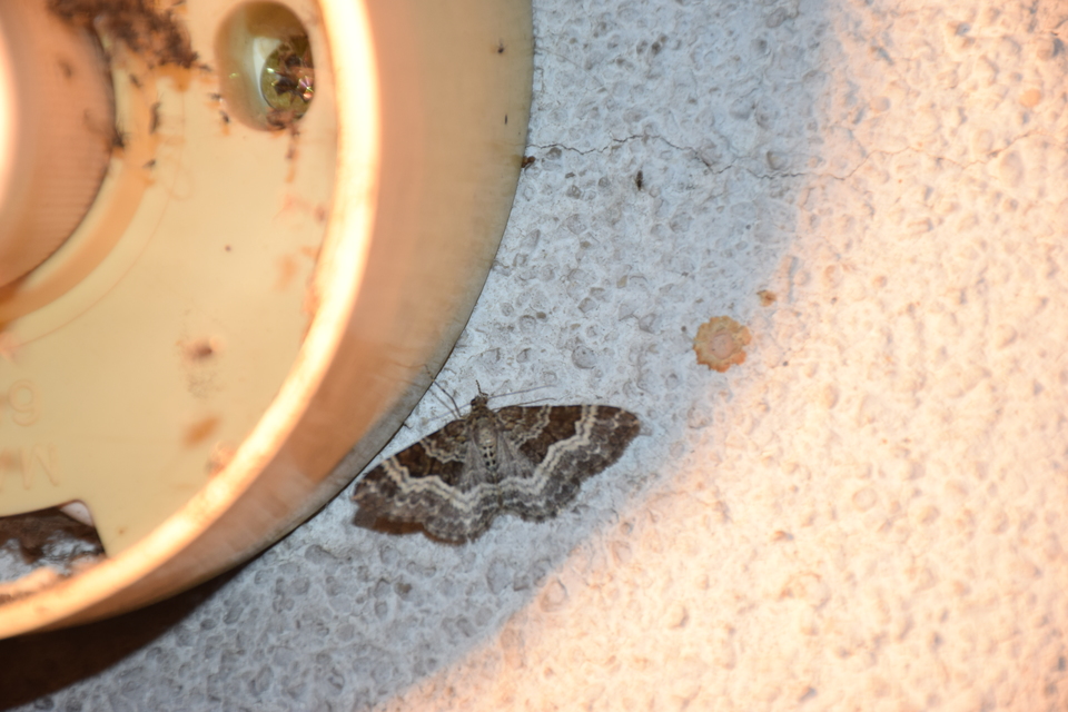 Epirrhoe alternata - galaj-tarkaaraszoló