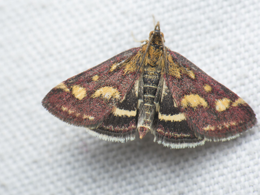 Pyrausta aurata - aranyló bíbormoly