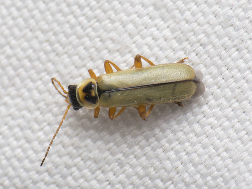 Metacantharis clypeata - tavaszi lágybogár