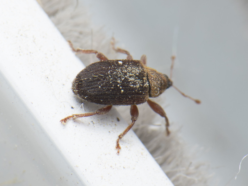 Lignyodes suturatus - barázdás kőrismagormányos