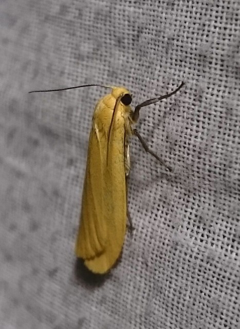 Eilema sororcula - sárga zuzmószövő