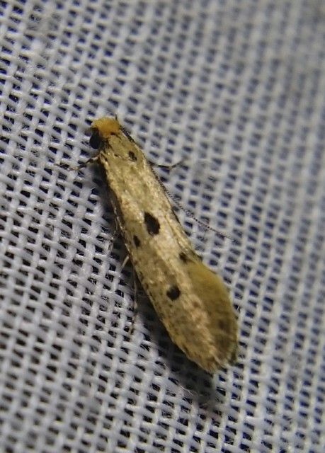 Tinea trinotella - hárompettyes fészekmoly