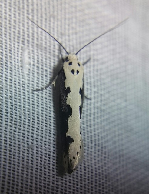 Ethmia bipunctella - kétpettyes feketemoly