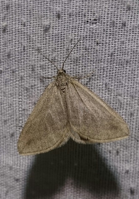 Lithostege griseata - szürke araszoló