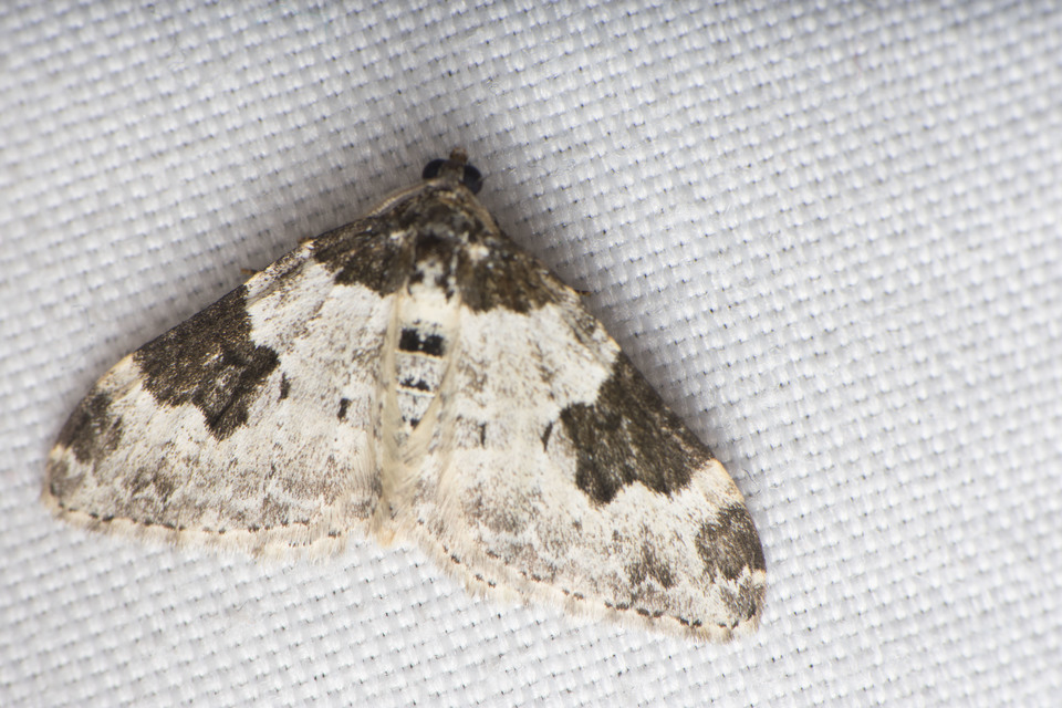Xanthorhoe fluctuata - közönséges tarkaaraszoló