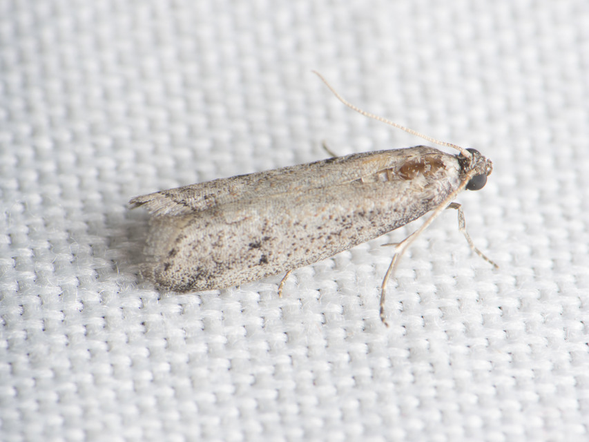 Phycitinae