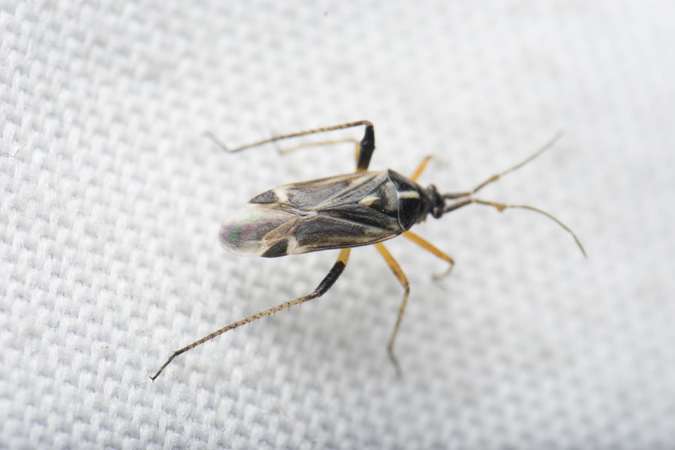 Harpocera thoracica - sarlóscsápú mezeipoloska