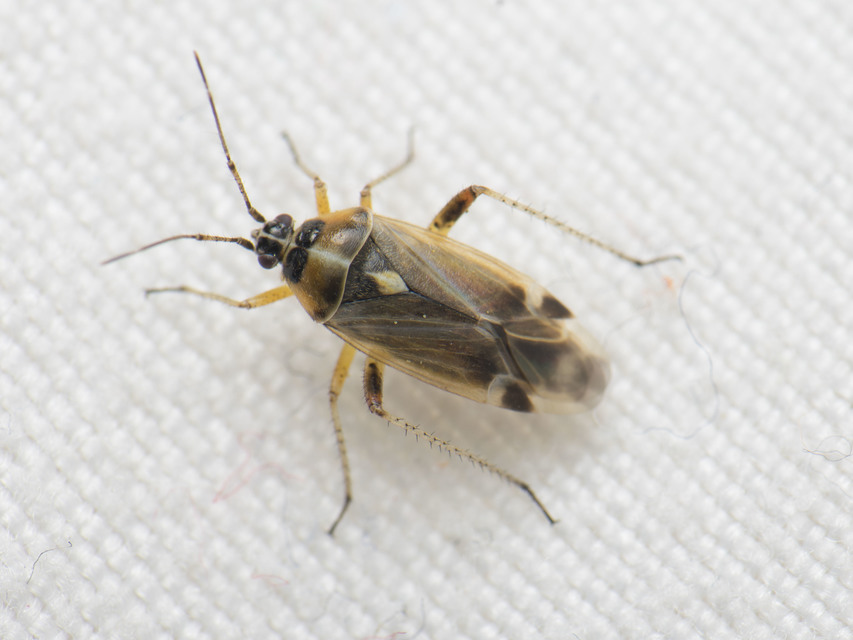 Harpocera thoracica - sarlóscsápú mezeipoloska