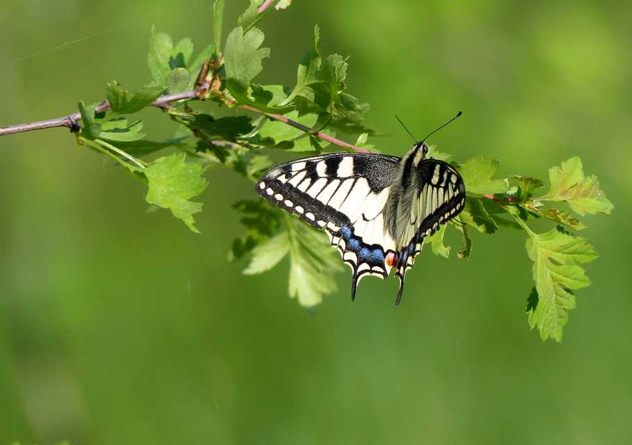 Papilio machaon - fecskefarkú lepke