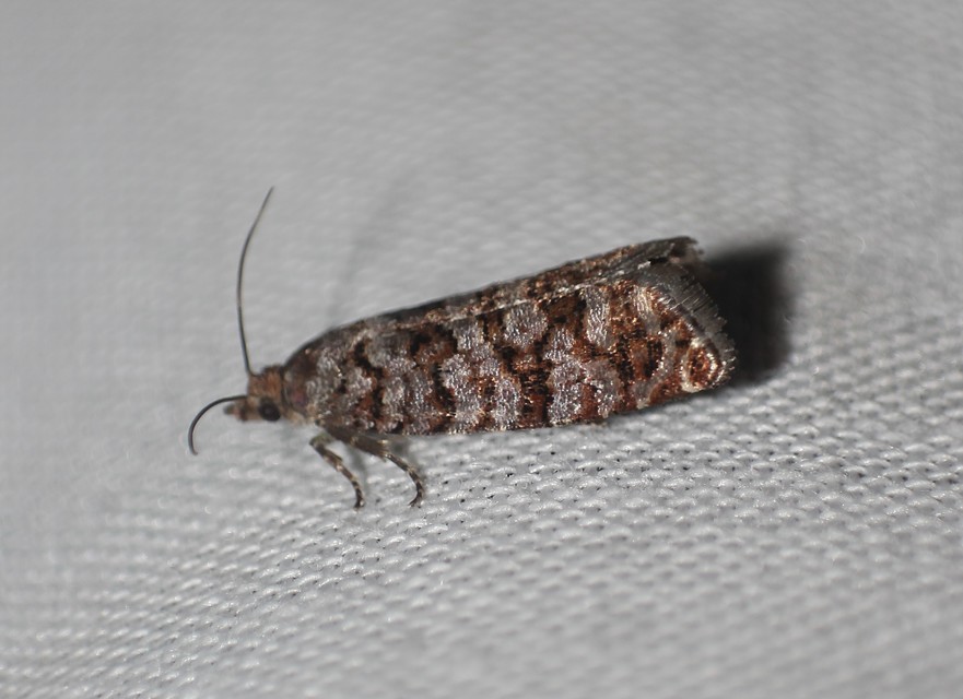 Gravitarmata margarotana - márványos gyantamoly