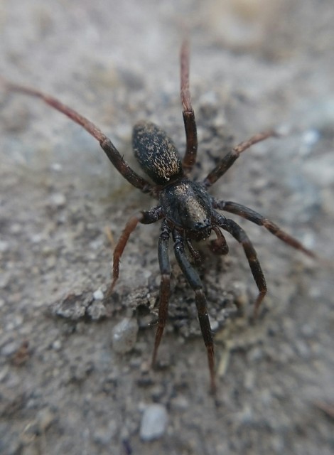 Agroeca cuprea