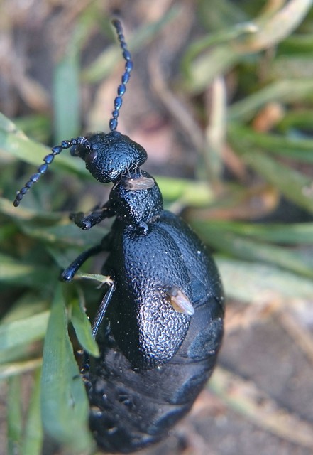 Meloe proscarabaeus - közönséges nünüke Meloe proscarabaeus - közönséges nünüke