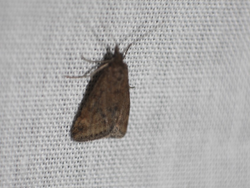Pyrausta despicata - réti bíbormoly