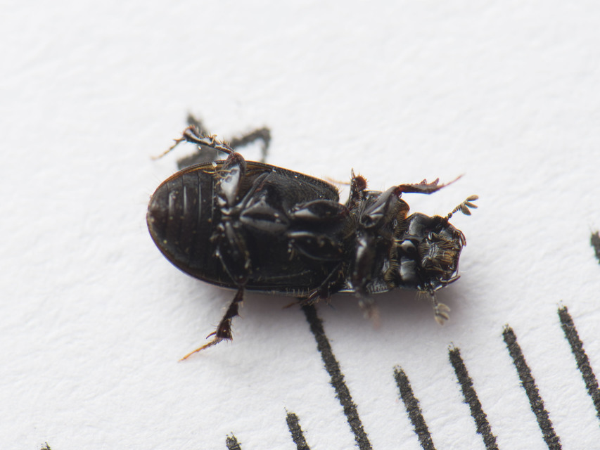 Aphodius distinctus - rajzos trágyabogár