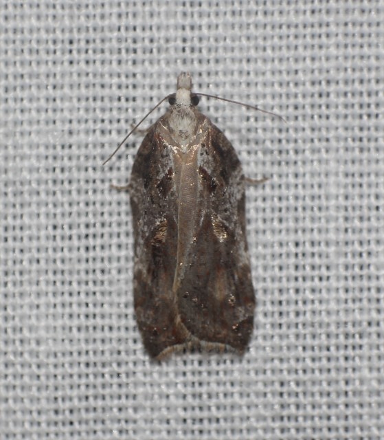 Acleris cristana - pamacsos levélmoly
