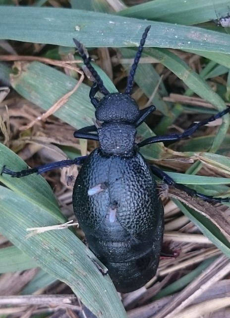 Meloe cicatricosus - óriásnünüke