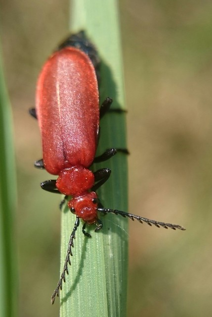 Pyrochroa serraticornis - közép-bíborbogár