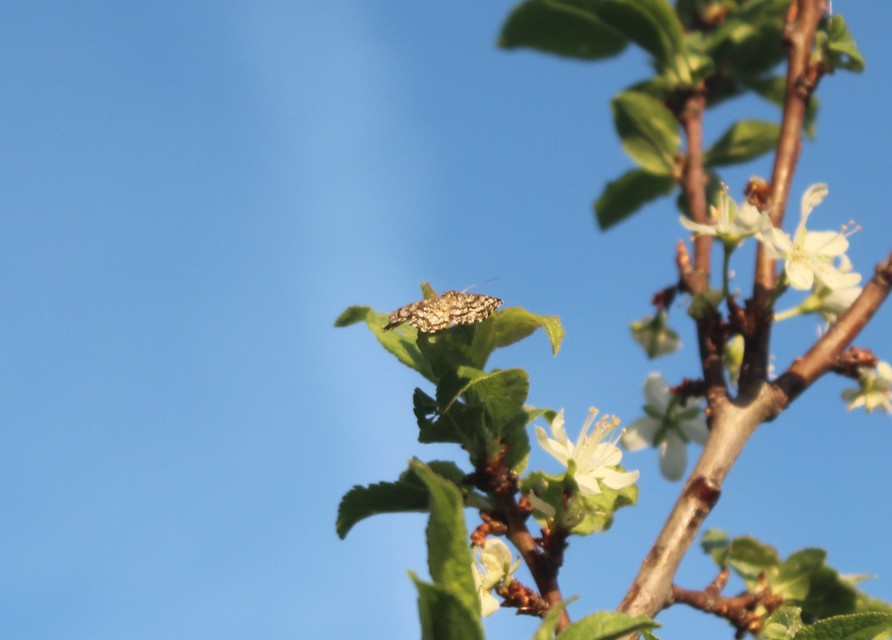 Ematurga atomaria - barna rétiaraszoló