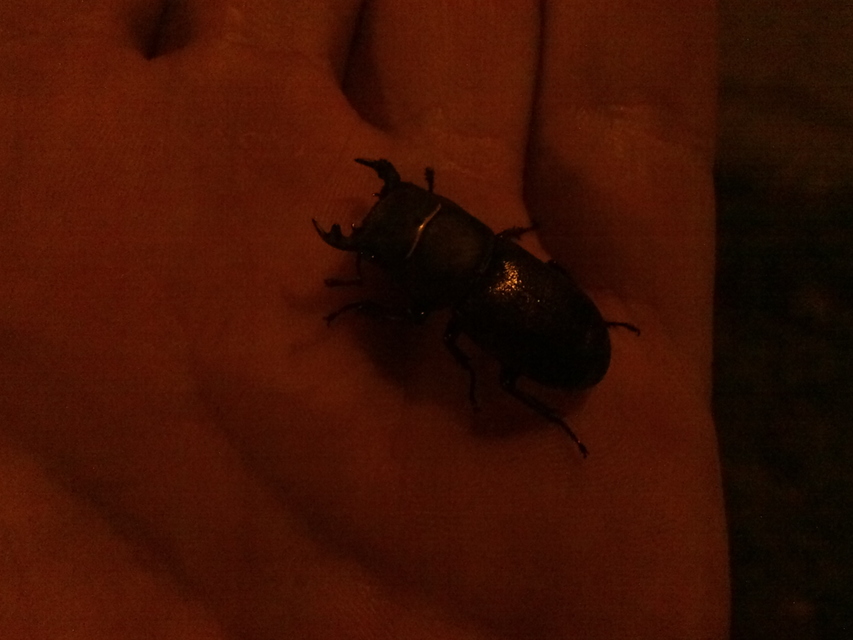 Dorcus parallelipipedus - kis szarvasbogár