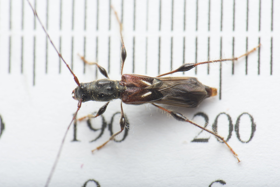 Molorchus minor - kis légycincér