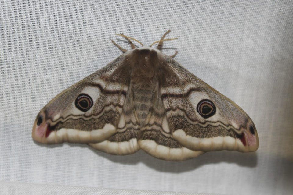 Saturnia pavoniella/pavonia