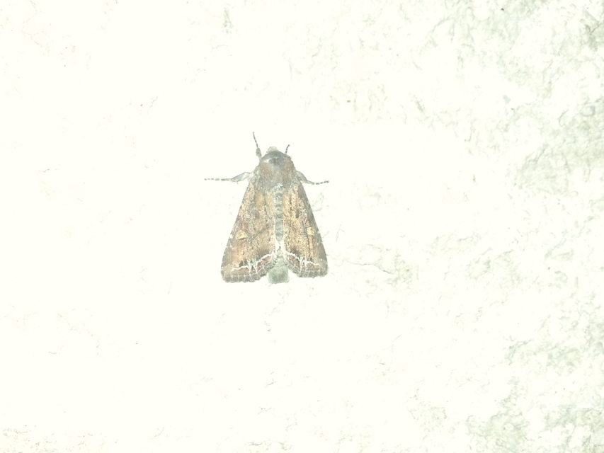 Lacanobia oleracea - saláta-kertibagoly